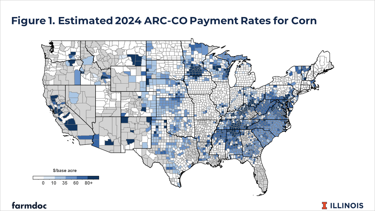 Choropleth map of the United States showing estimated 2024 ARC-CO payment rates for corn by county. Counties are shaded in blue gradients ranging from white/gray (0 dollars per base acre) to dark blue (80+ dollars per base acre).