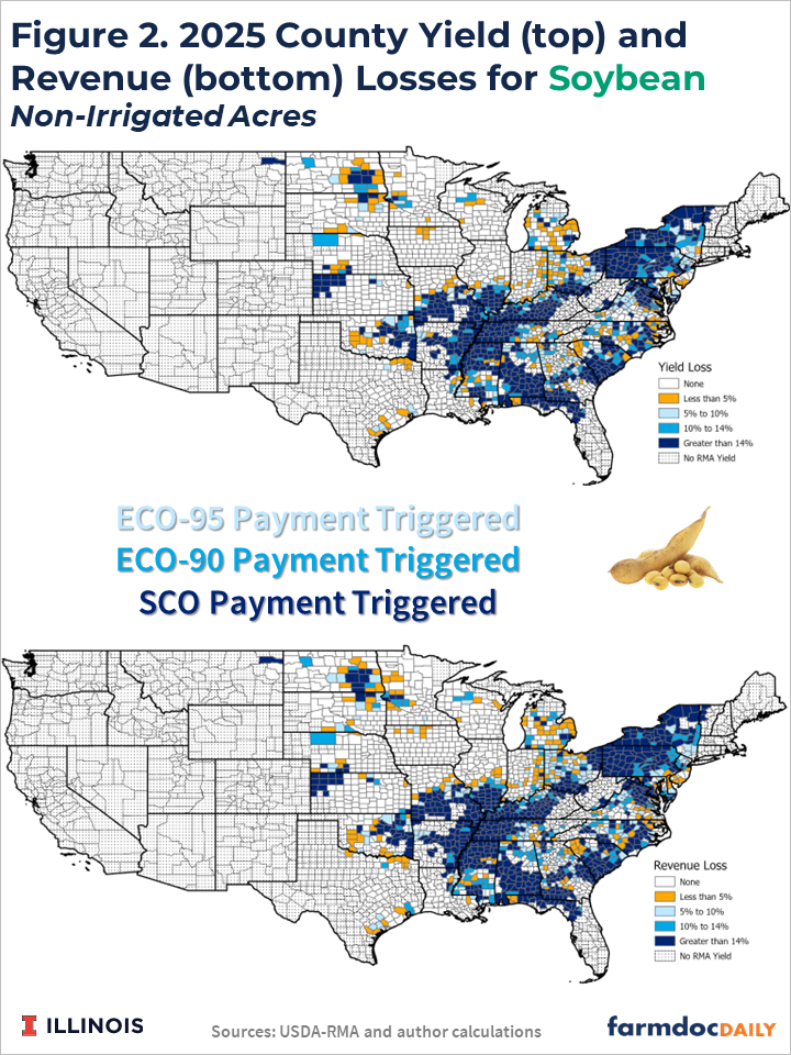 County-level maps of estimated 2025 soybean yield losses (top) and revenue losses (bottom) for non-irrigated acres. The largest losses occur across portions of the eastern Corn Belt, Mid-South, and Northeast, resulting in widespread projected ECO-95, ECO-90, and SCO payment triggers.