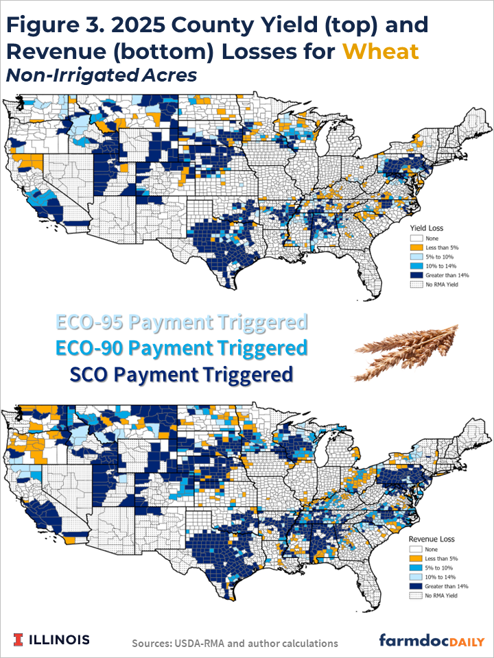 County-level maps of estimated 2025 wheat yield losses (top) and revenue losses (bottom) for non-irrigated acres. Significant losses are projected across parts of the Great Plains, Texas, and selected eastern regions, with many counties expected to trigger ECO-95, ECO-90, and SCO payments.