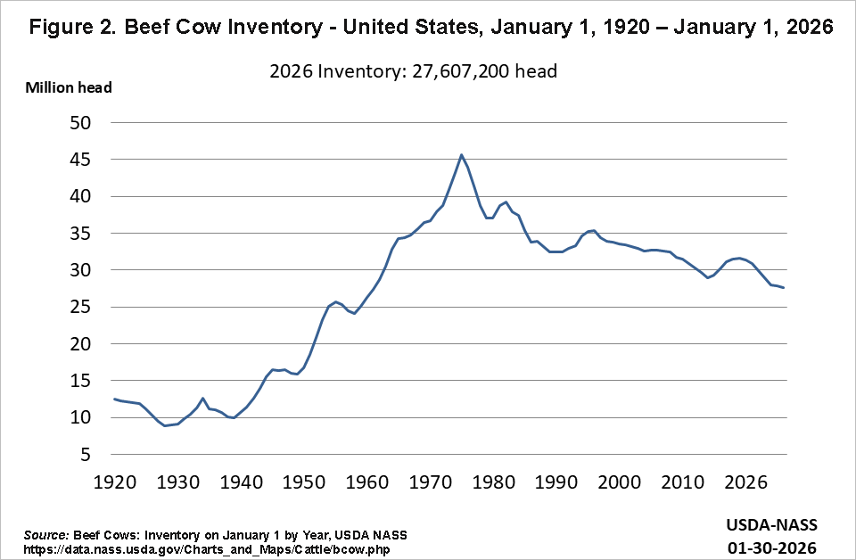 Line chart of the U.S. beef cow inventory from 1920 to 2026. Inventory rises from about 12 million head in 1920 to a peak near 46 million in the mid-1970s, then generally declines with periodic rebounds. On January 1, 2026, inventory stands at 27,607,200 head.