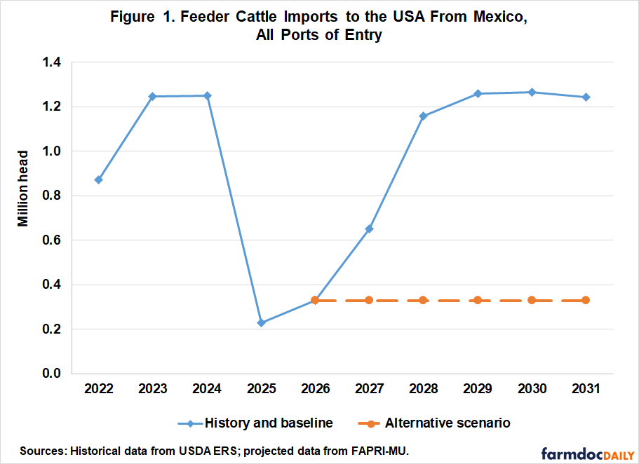 Line chart of feeder cattle imports from Mexico, in millions of head. The baseline rises to about 1.24 million in 2023–24, drops sharply in 2025, then recovers to about 1.25 million by 2029. The alternative scenario stays near 0.33 million from 2026 to 2031.
